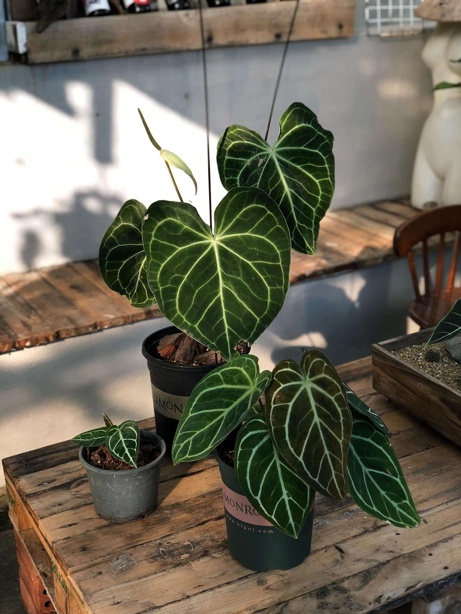 Anthurium Clarinervium - OnlyPlants VN