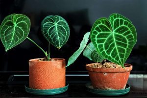 Anthurium Clarinervium - OnlyPlants VN