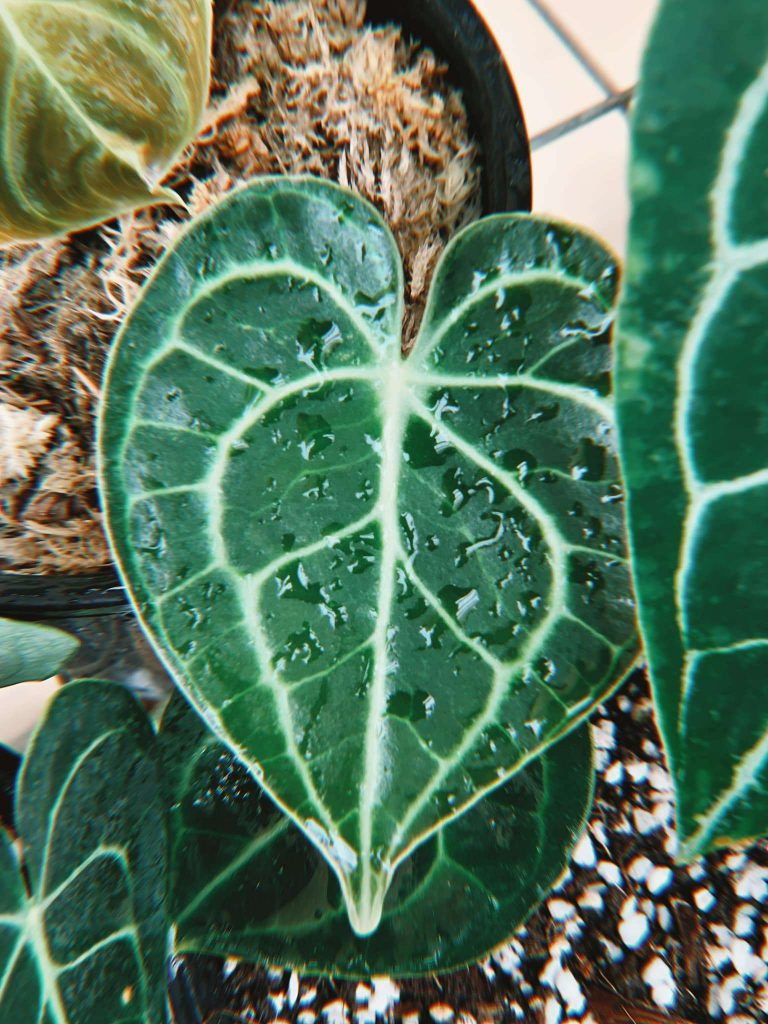 Cây Anthurium Clarinervium - OnlyPlants VN