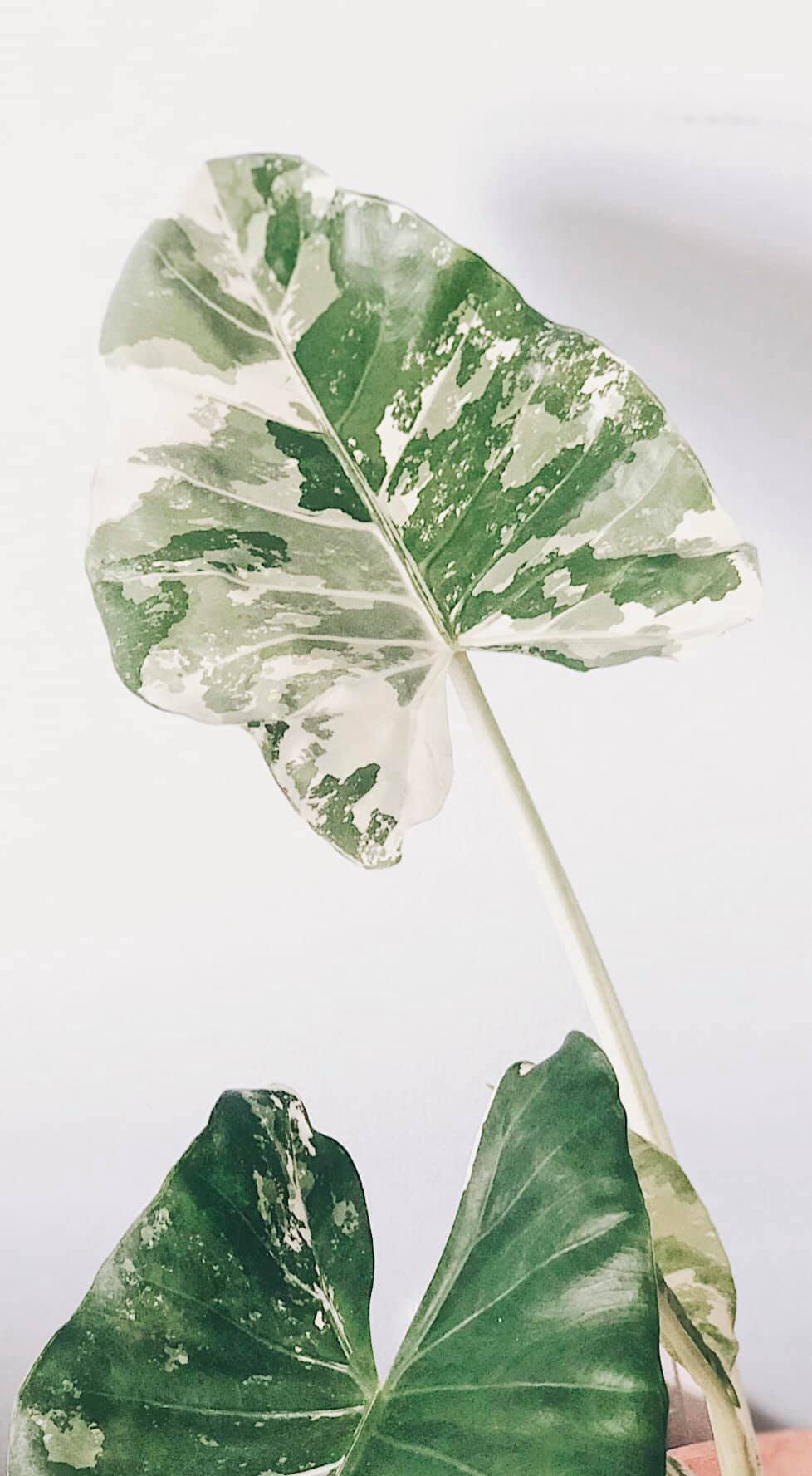 CÁCH TRỒNG RÁY VAR - ALOCASIA ODORA OKINAWA VARIEGATED - OnlyPlantsVN
