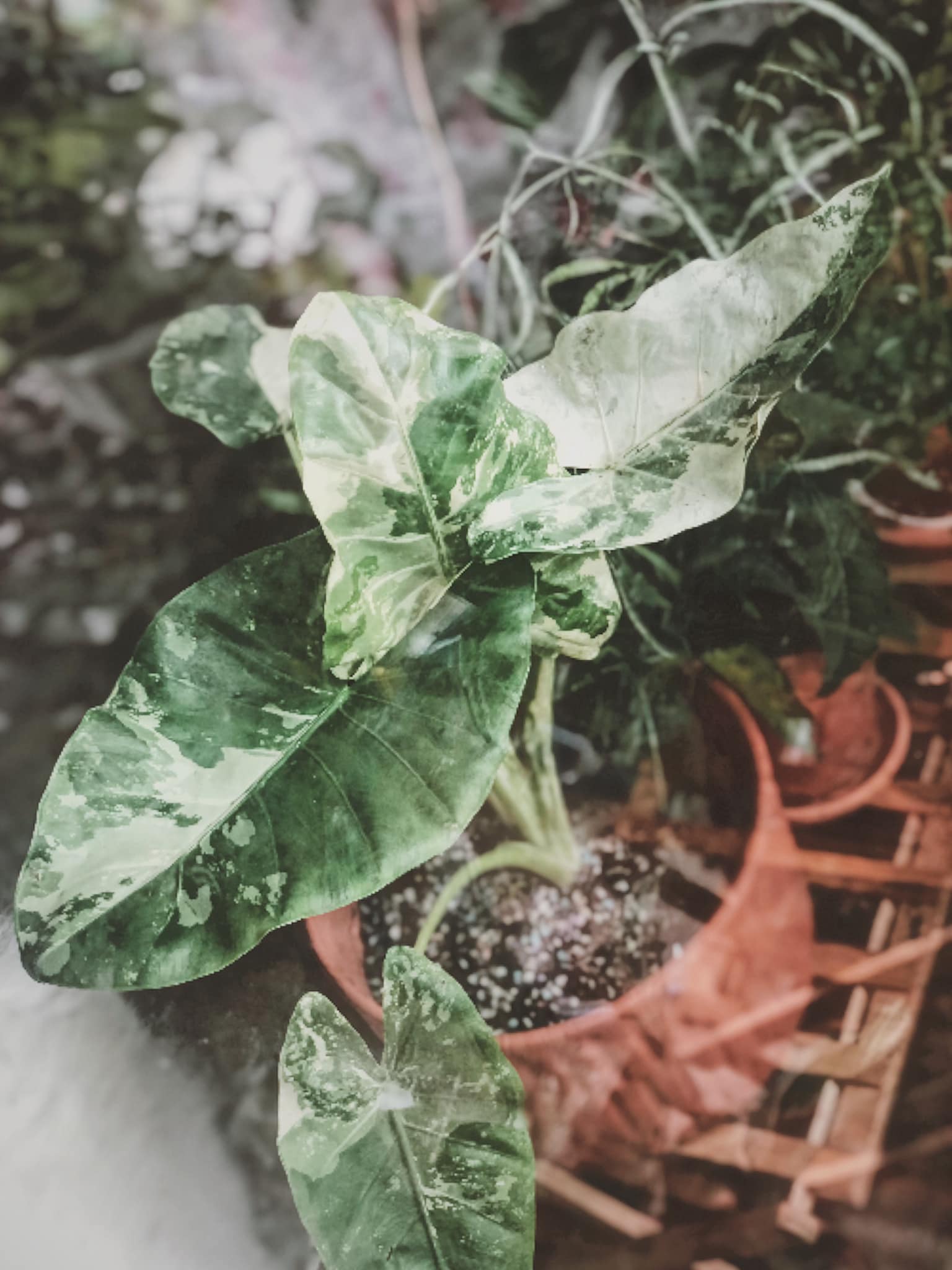 CÁCH TRỒNG RÁY VAR - ALOCASIA ODORA OKINAWA VARIEGATED - OnlyPlantsVN