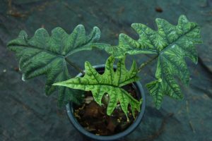 Cây Alocasia Jacklyn - OnlyPlants VN