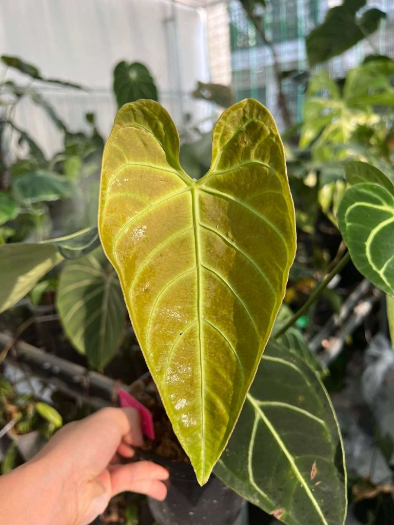 Anthurium Regale - OnlyplantsVN