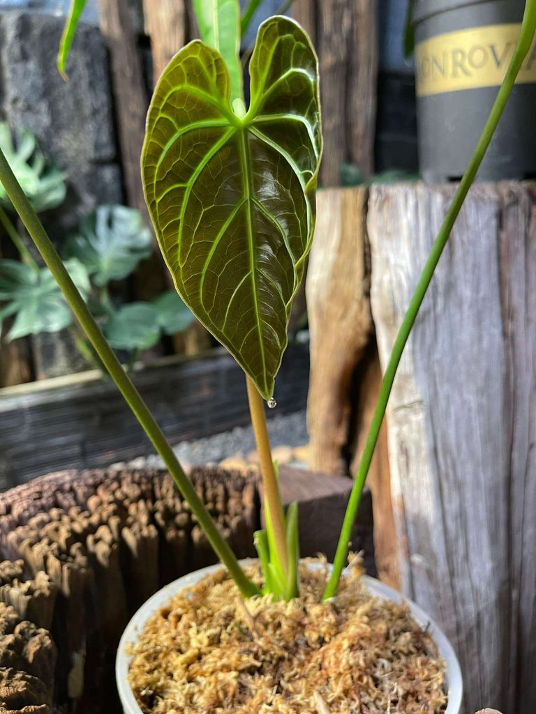 Anthurium Regale - OnlyplantsVN