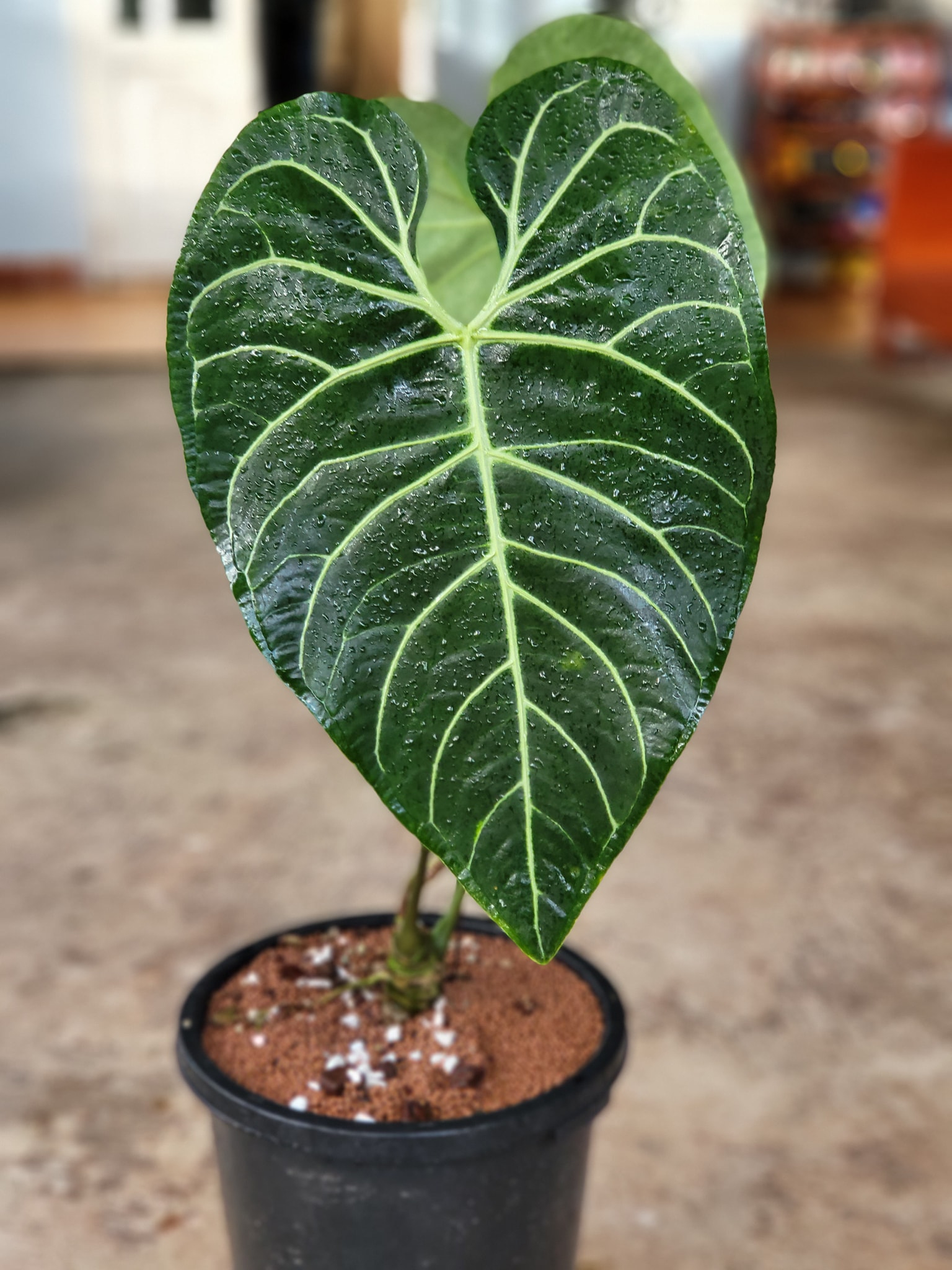 Anthurium Regale - OnlyPlants VN