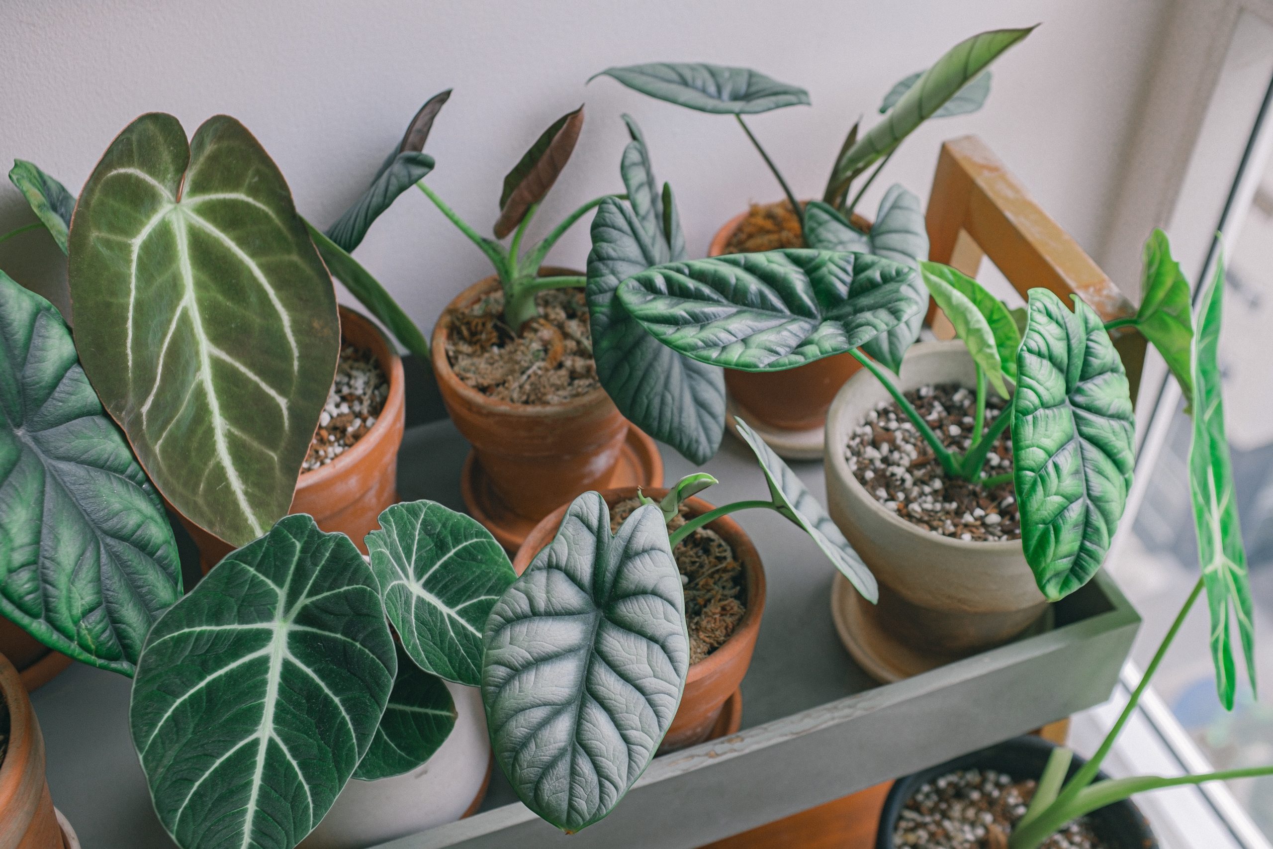 BLOG ALOCASIA - OnlyPlants VN