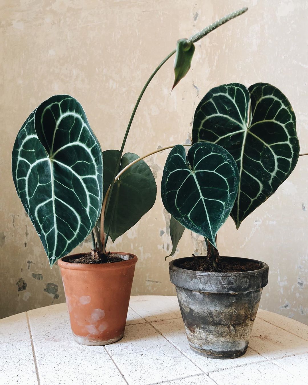 BLOG ANTHURIUM - OnlyPlants VN