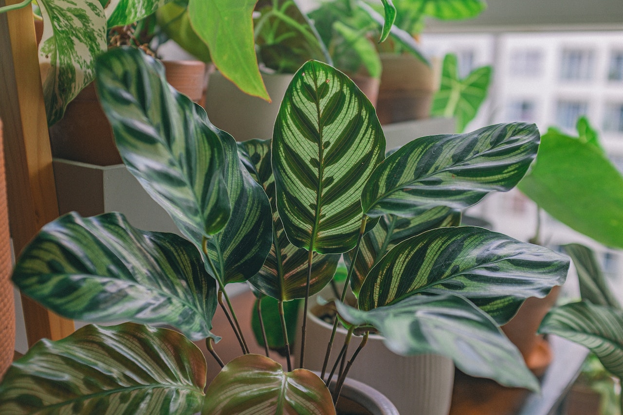 BLOG CALATHEA - OnlyPlants VN