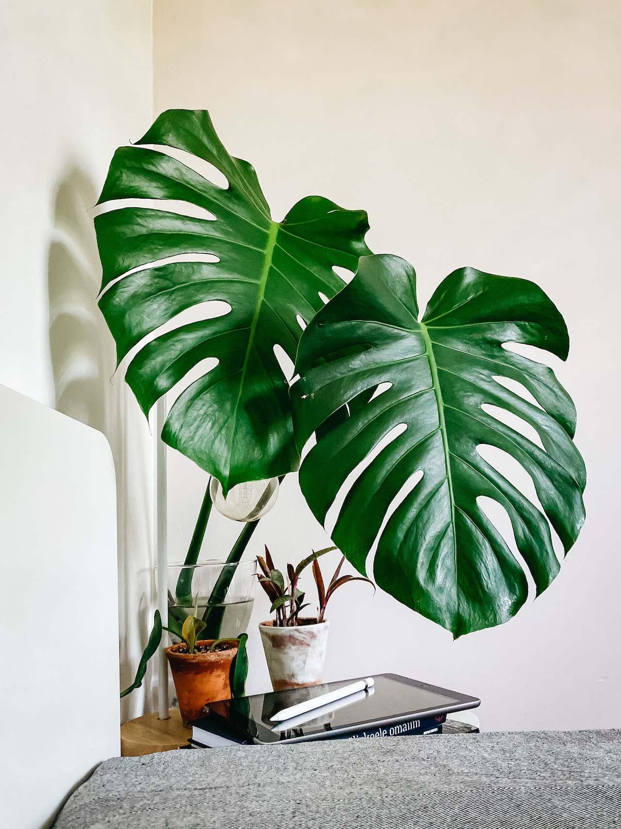 BLOG MONSTERA - OnlyPlants VN