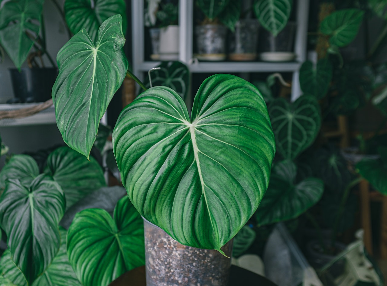 BLOG PHILODENDRON - OnlyPlants VN