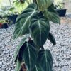 Cây Philodendron Melanochrysum - OnlyPlants VN