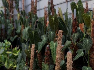 Philodendron Melanochrysum - OnlyPlants VN