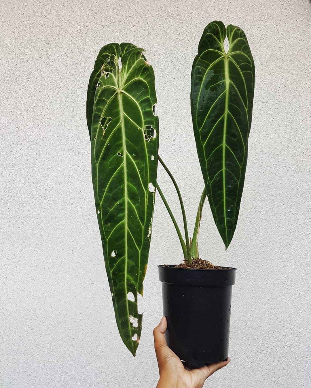 4” Anthurium Queen (3 leaves)