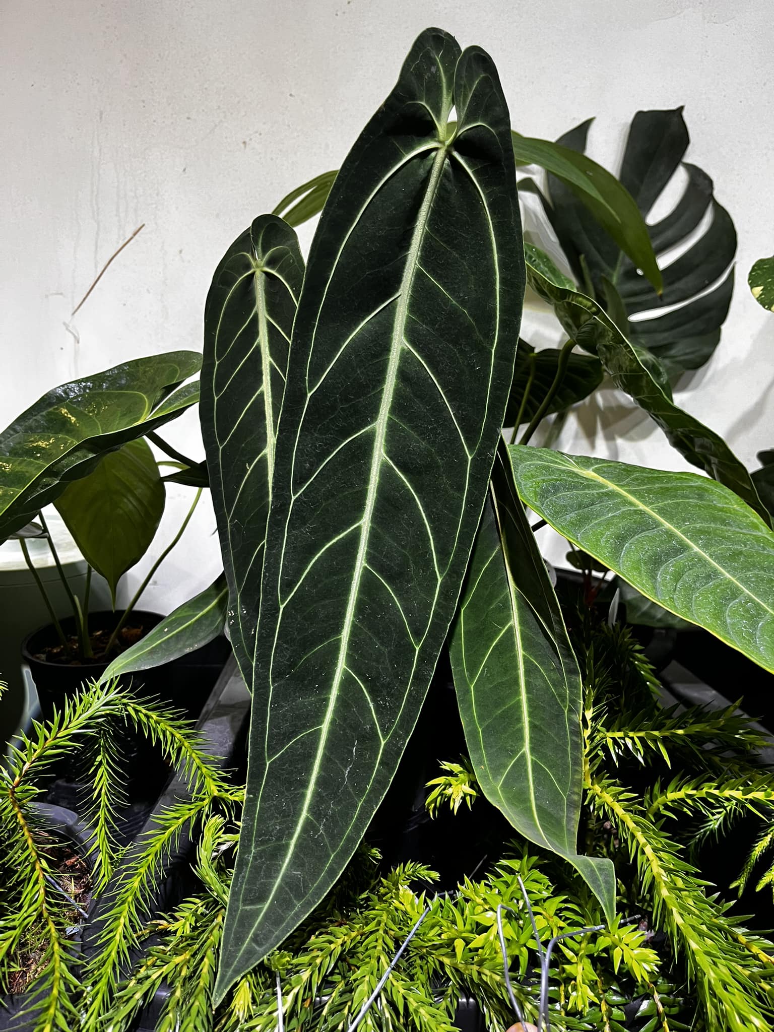 4” Anthurium Queen (3 leaves) main image 1