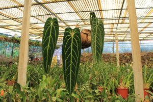 Cây Anthurium Queen - Anthurium Warocqueanum - OnlyPlants VN