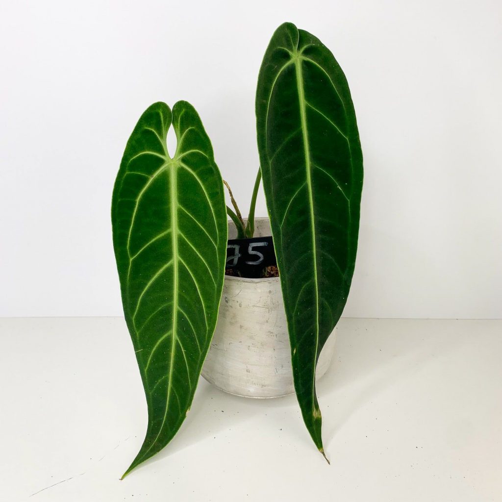 Cây Anthurium Queen - Anthurium Warocqueanum - OnlyPlants VN