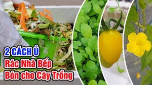 2 CÁCH Ủ PHÂN HỮU CƠ TỪ RÁC NHÀ BẾP - OnlyPlants VN