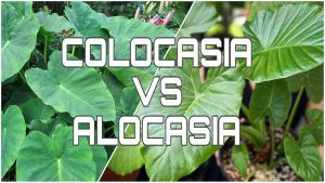 Colocasia vs Alocasia - OnlyPlants Vn