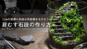 Bể terrarium mini - OnlyPlants VN