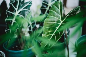 Cách trồng và chăm sóc Alocasia - OnlyPlantsVN