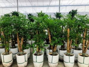 Cây hạnh phúc - OnlyPlants VN