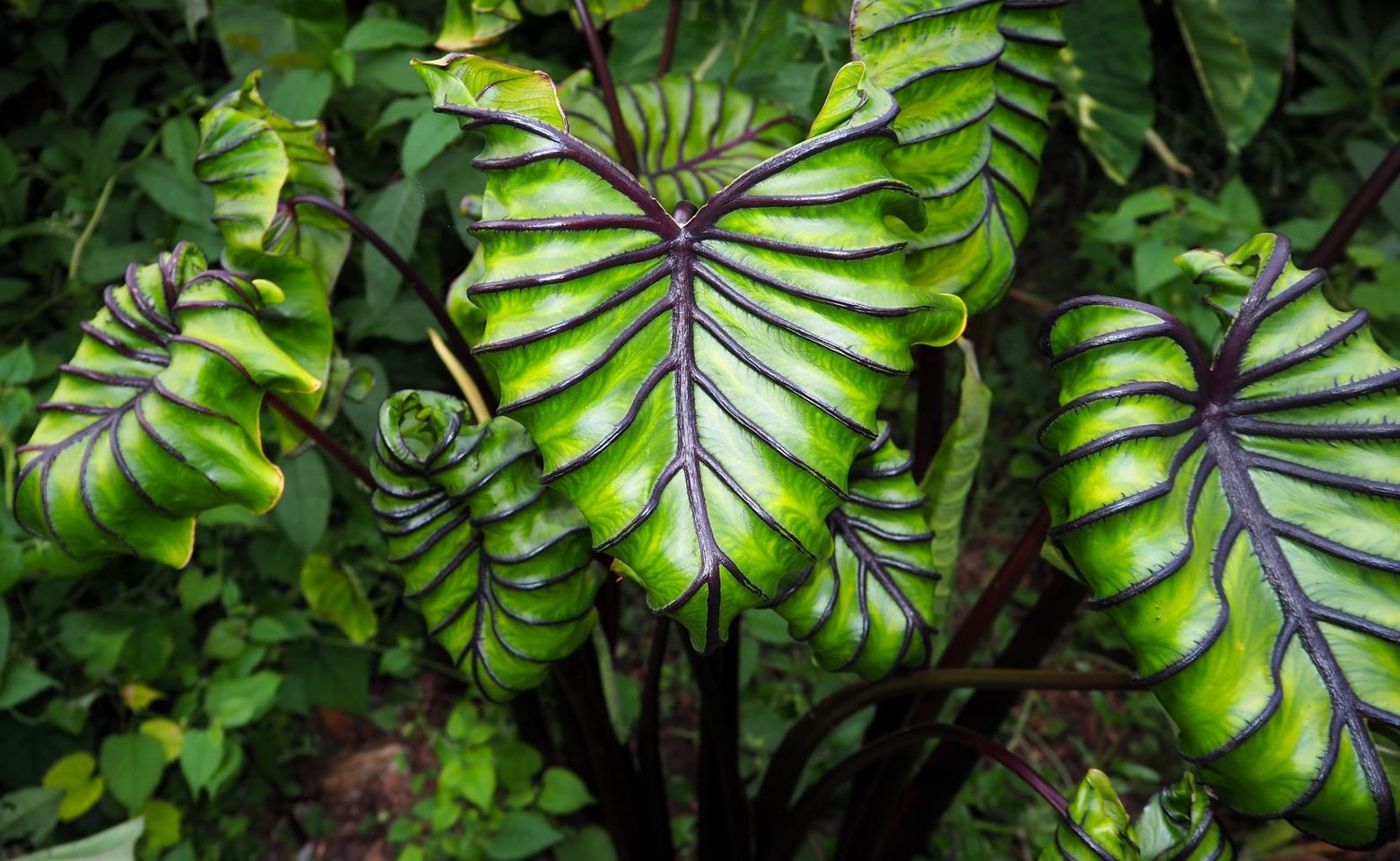 COLOCASIA PHARAOH'S MASK - loài cây có một vẻ đẹp "CỰC DỊ" - OnlyPlants VN