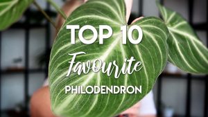 TOP 10 LOÀI PHILODENDRON YÊU THÍCH VÀ DỄ CHĂM SÓC - OnlyPlants VN