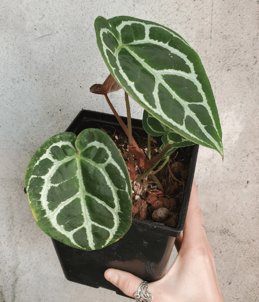 Anthurium Crystal Silver Special - OnlyPlants VN