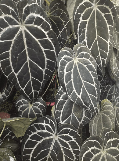 Anthurium Minahasa - OnlyPlants VN