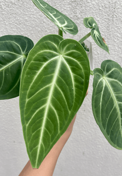 Anthurium Villenaorum - OnlyPlants VN