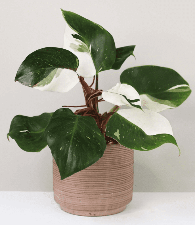 Philodendron White Knight - OnlyPlants VN