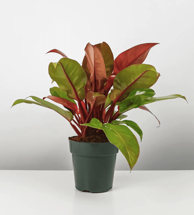 Philodendron Prince of Orange - OnlyPlants VN
