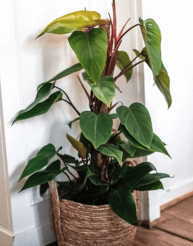 Philodendron Red Emerald - OnlyPlants VN