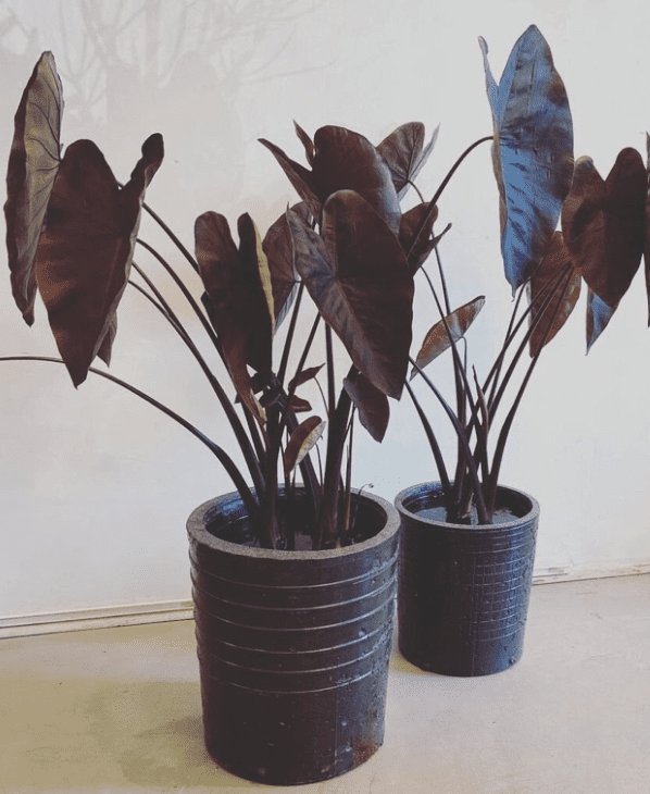 Colocasia Esculenta Black Magic - OnlyPlants VN