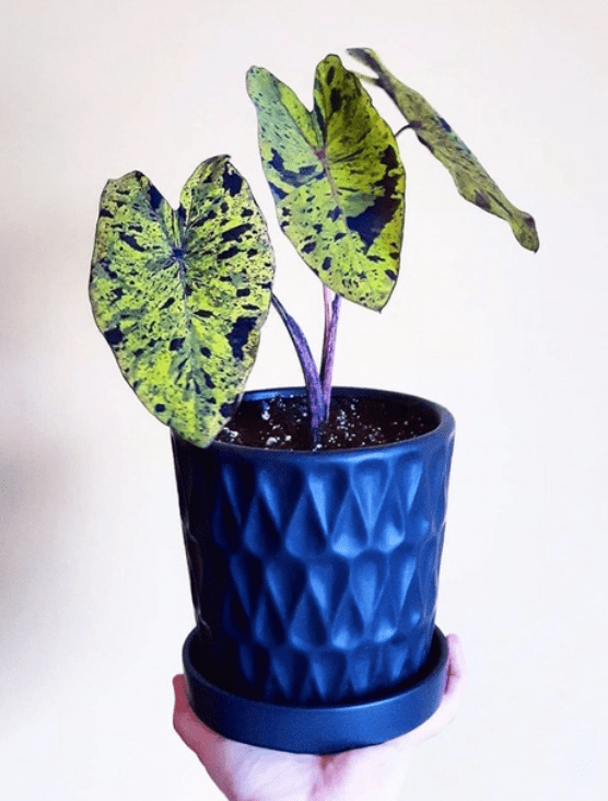 Colocasia Esculenta Mojito - OnlyPlants VN