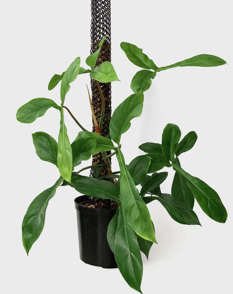 Philodendron 69689 - OnlyPlants VN