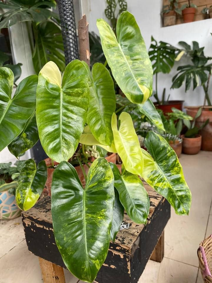 Philodendron Burle Max - OnlyPlants VN