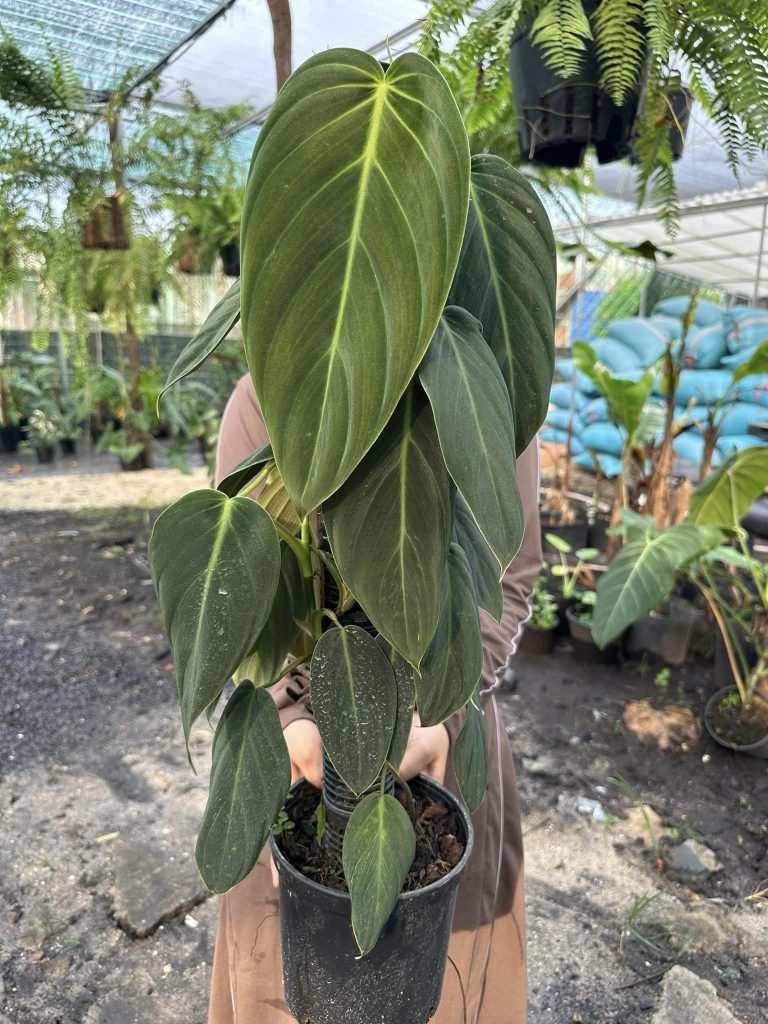 Philodendron Gigas - OnlyPlants VN