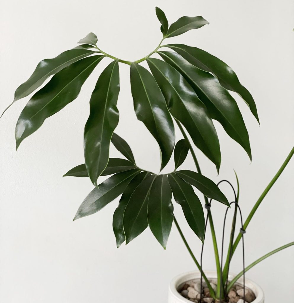 Philodendron Goeldii - OnlyPlants VN