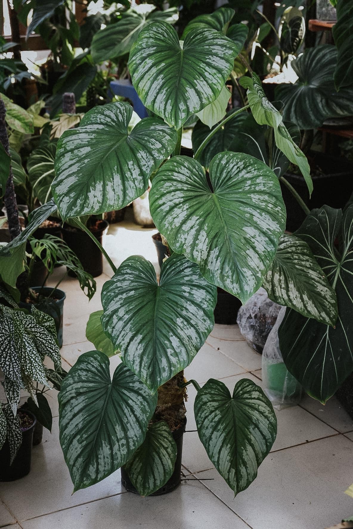 Philodendron Mamei - OnlyPlants VN