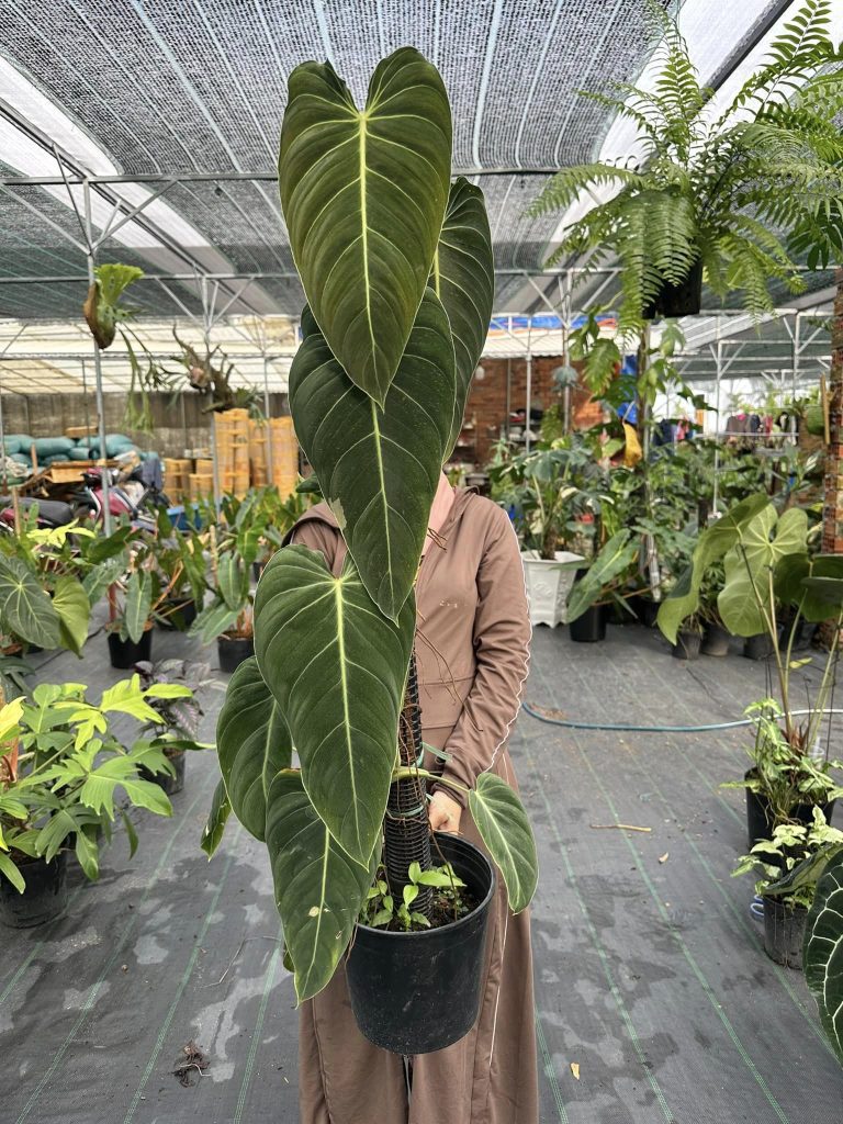 Philodendron Melanochrysum (Philodendron Melano) - OnlyPlants VN