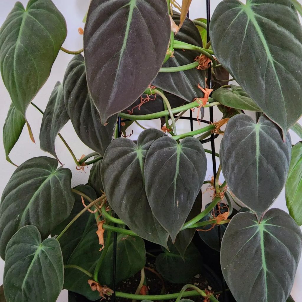 Philodendron Micans - OnlyPlants VN