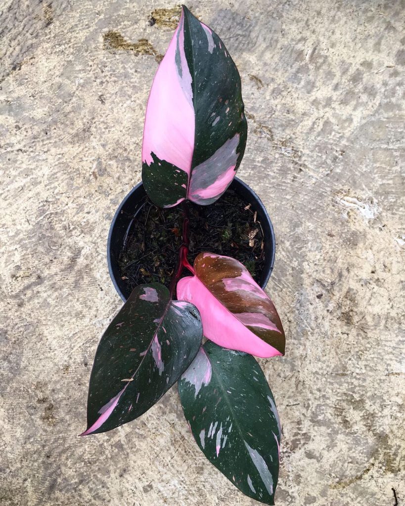 Philodendron Pink Princess Marble - OnlyPlants VN