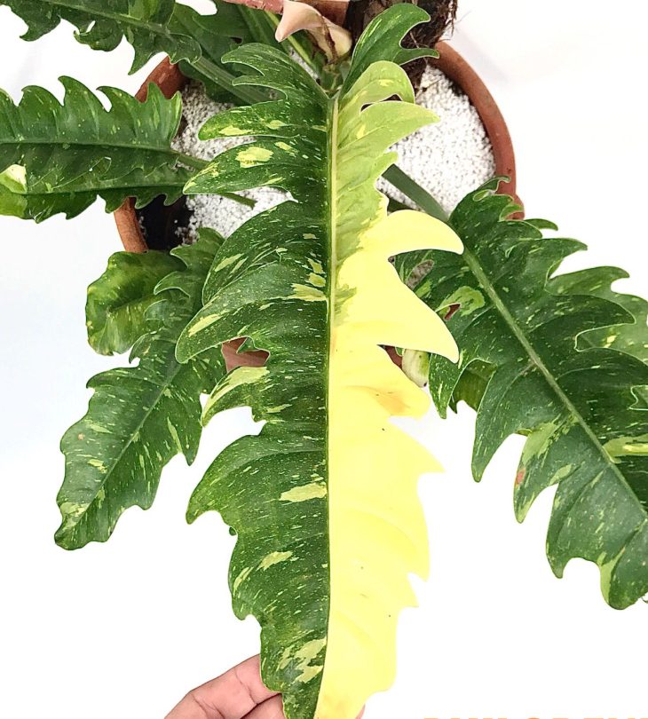 Philodendron Ring of Fire Var - OnlyPlants VN
