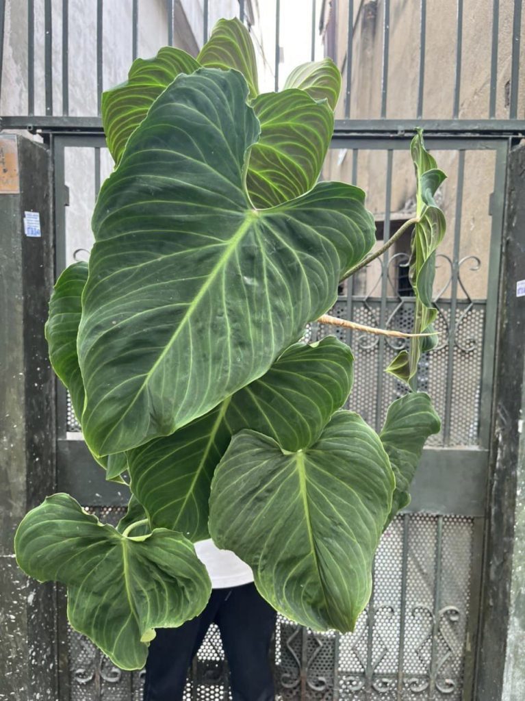 Philodendron Verrucosum - OnlyPlants VN