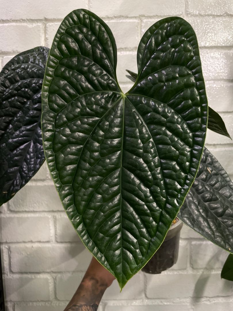 Anthurium Luxurians - OnlyPlants VN