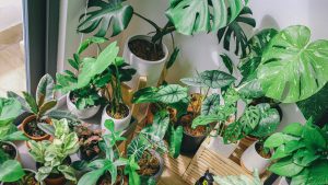 7 lưu ý về kỹ thuật trồng cây trong nhà - OnlyPlants VN