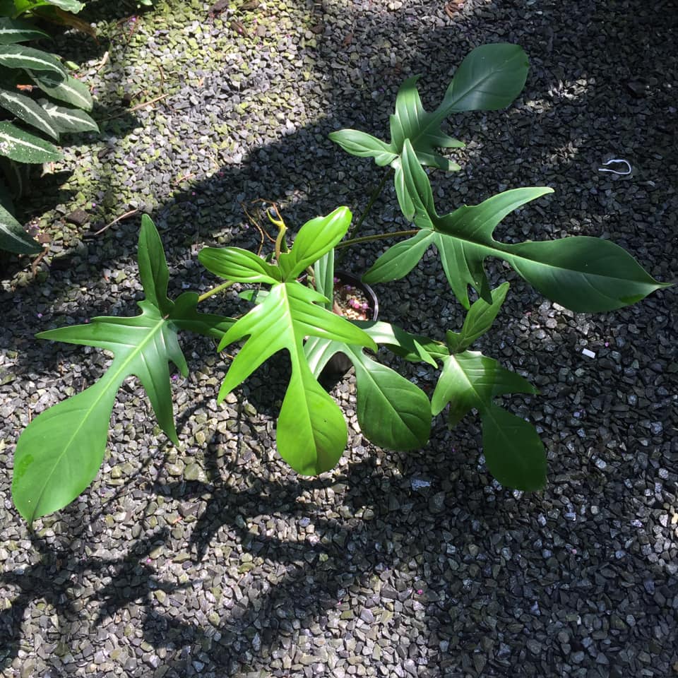 Cây trầu bà cánh én (Philodendron Florida Green) - OnlyPlants VN