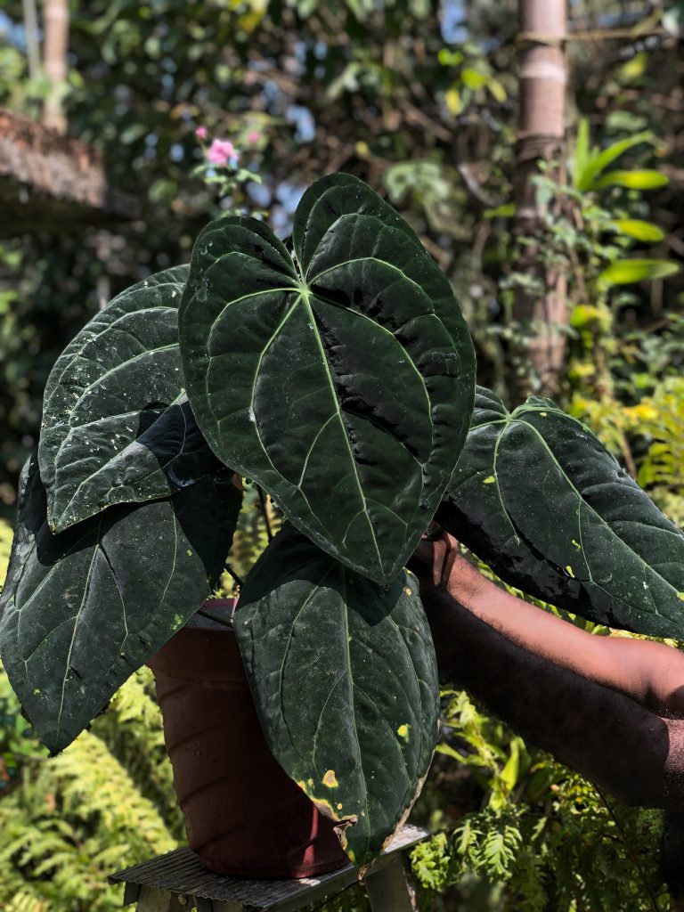 Anthurium ‘Ace of Spades’ - OnlyPlants VN