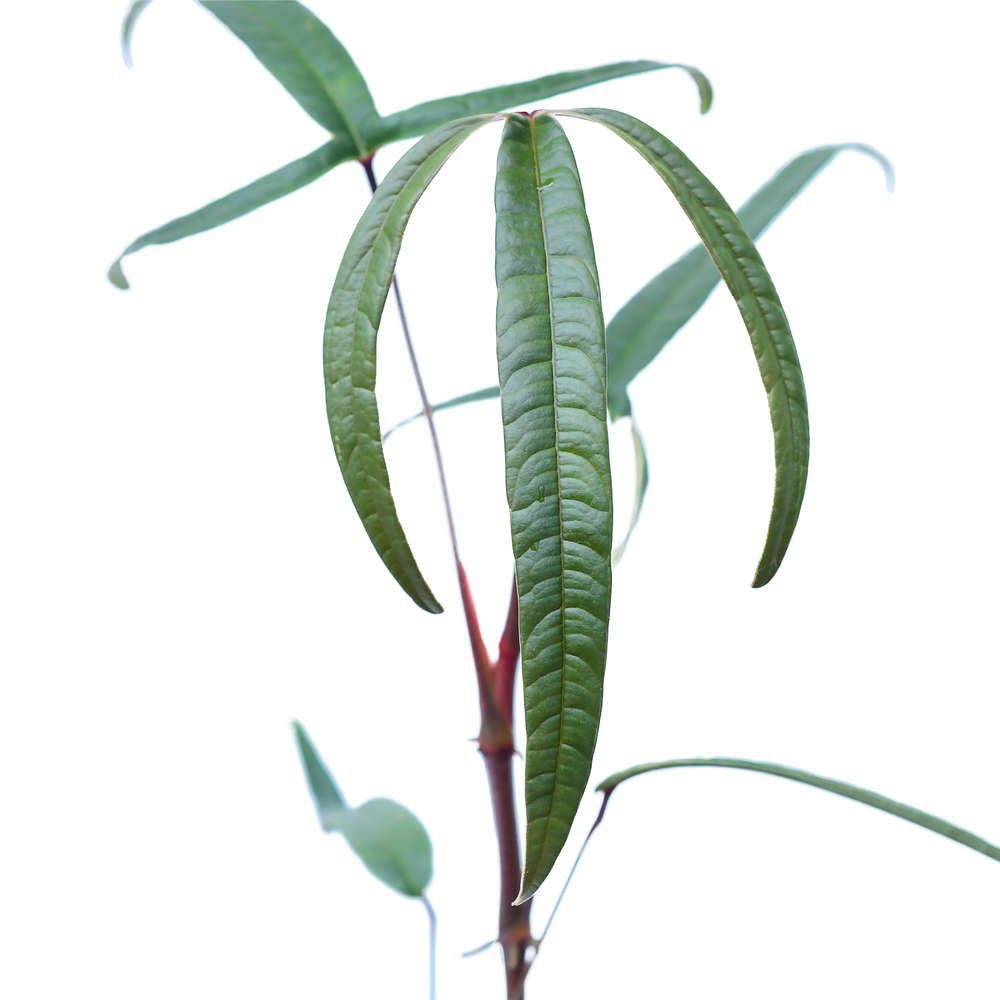 Anthurium Cutucuense - OnlyPlants VN